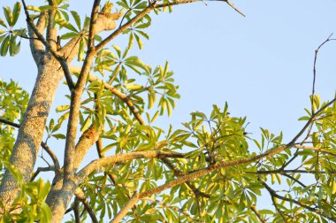 Ağaç, Alstonia bursu veya APOCYNACEAE veya Şeytan Ağacı veya Beyaz Cheesewood veya Şeytan Kabuğu veya Kara Tahta Ağacı ve gökyüzü arkaplanı