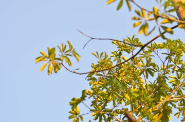 Ağaç, Alstonia bursu veya APOCYNACEAE veya Şeytan Ağacı veya Beyaz Cheesewood veya Şeytan Kabuğu veya Kara Tahta Ağacı ve gökyüzü arkaplanı