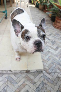 Köpek, Fransız bulldog ya da evde yaşlı bir köpek.