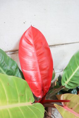 Philodendron güneş ışığı, Philodendron bitkisi veya kırmızı yaprak veya kırmızı bitki