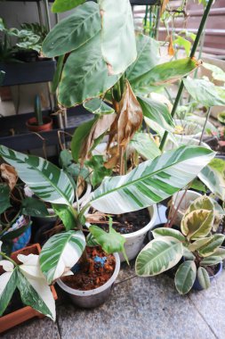 Üreo striata, Florida soyu veya Heliconia indica Lam veya Musa, Musa sp veya MUSACEAE veya Striata veya Variegated Banana veya Sarı çizgili Heliconia veya muz bitkisi