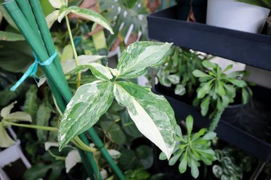 Syngonium podophyllum, Arrowhead Vine veya Goosefoot Plant veya Araceae bitkisi