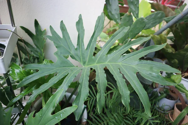 Philodendron Bipinnatifidum, Philodendron bipinnatifidum Schott ex Endl veya Philodendron fabrikası