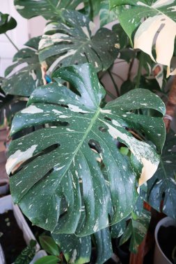 Monstera Thai Takımyıldızı veya Canavar, Kasırga Bitkisi veya İsviçre peyniri veya iki renkli yaprak