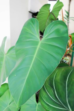 Philodendron erubescens K Koch ve Augustin, Philodendron veya ARACEAE bitkisi