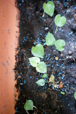 Anthurium Rönesans veya Anthurium Rönesans tesisi, küçük Anthurium fabrikası