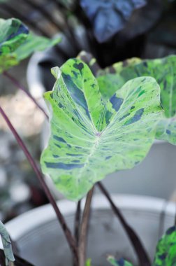 Alocasia, Alocasia mohito veya Mojito Alocasia veya üç renkli alocasia veya bahçede siyah ve yeşil yaprak