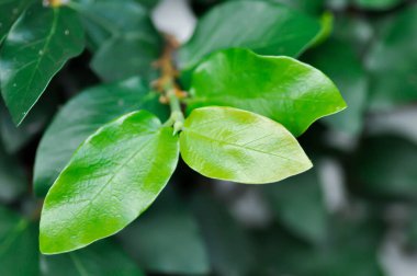 ficus pumila or climbing fig in the garden