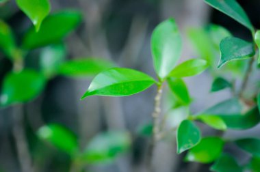 banyan tree or Ficus annulata or ficus bengalensis in the garden