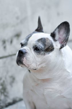 dog or French bulldog or old dog ,old french bulldog