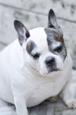 dog or French bulldog or old dog ,old french bulldog