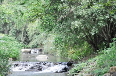 waterfall and tree in the forest or stream , river and plant