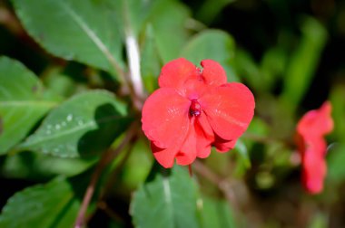 Balsaminaceae, Busy Lizzie or Impatiens walleriana Hook f or Patience Plant or  Sultana or Impatiens walleriana flowers or orange flowers