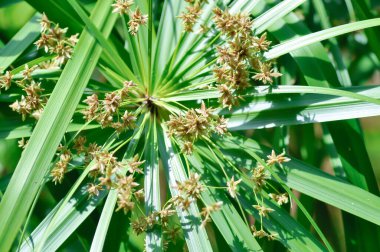Cyperus alternifolius L, Cyperus alternifolius subsp or cyperus altoniforus or Cyperus flabelliformis Rottb or  Cyperus involucratus Rottb or flabelliformis or Flatsedge or  Umbrella plant with flowers