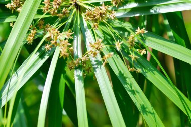 Cyperus alternifolius L, Cyperus alternifolius subsp or cyperus altoniforus or Cyperus flabelliformis Rottb or  Cyperus involucratus Rottb or flabelliformis or Flatsedge or  Umbrella plant with flowers