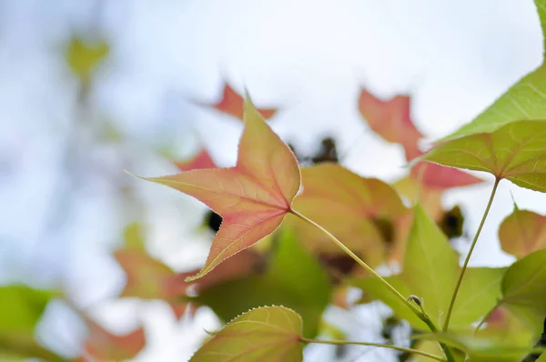 maple leaf, maple leaves or green leaf or Acer saccharum Marsh plant