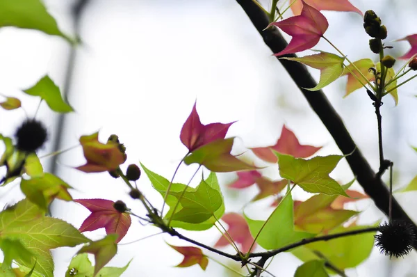 maple leaf, maple leaves or green leaf or Acer saccharum Marsh plant