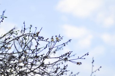 Prunus mume ,Siebold or ROSACEAE or  Chinese plum or  Japanese apricot or Mume plant or white flower or Prunus mume Siebold and Zucc plant