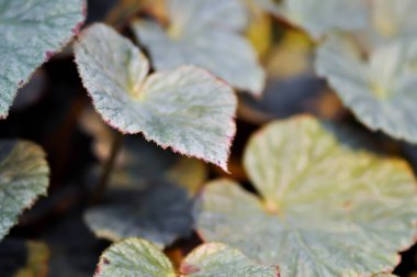 Begonya ya da Begonya. Stop Mocca ya da Begonia maculata, Begonya Maculata Wightii bitkisi.