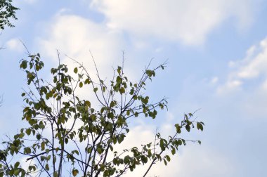 plant ,branch or tree and blue sky or cloud