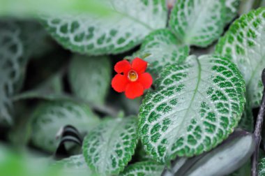Begonya ya da Begonya. Stop Mocca ya da Begonia maculata, Begonya Maculata Wightii bitkisi.