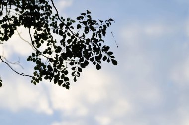 plant ,branch or tree and blue sky or sunset sky or sunrise sky background