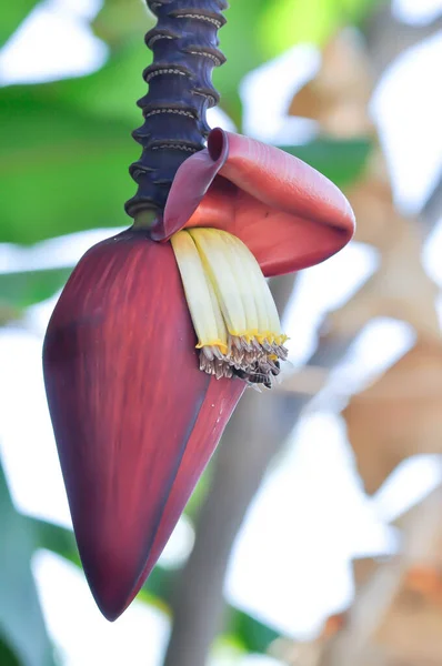 banana seed or banana plant, banana tree or Banana blossom in the garden