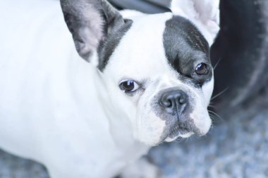 Fransız bulldog 'u, Fransız bulldog' u ya da genç Fransız bulldog 'u