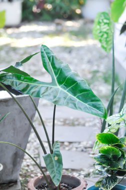 Alocasia longiloba miq, Alocasia longiloba ya da alocasia bitkisi