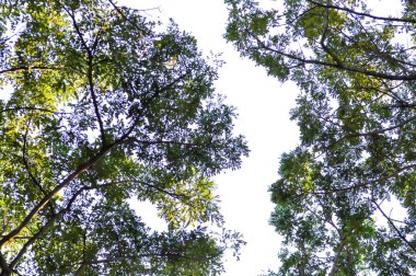 Rain tree or Samanea saman, LEGUMINOSAE MIMOSOIDEAE and sky background