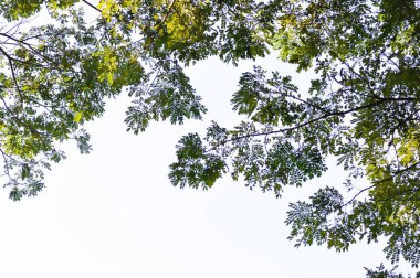 Rain tree or Samanea saman, LEGUMINOSAE MIMOSOIDEAE and sky background