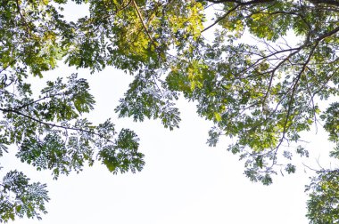 Rain tree or Samanea saman, LEGUMINOSAE MIMOSOIDEAE and sky background