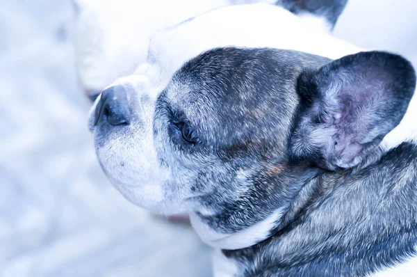 Perro Bulldog Francés Perro Viejo Perro Pobre —  Fotos de Stock