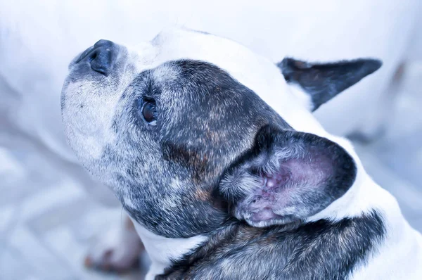 Hond Franse Bulldog Oude Hond Arme Hond — Stockfoto