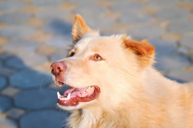 Beyaz köpek ya da uzanan köpek, uyuyan köpek ya da yerde güneşlenen köpek.