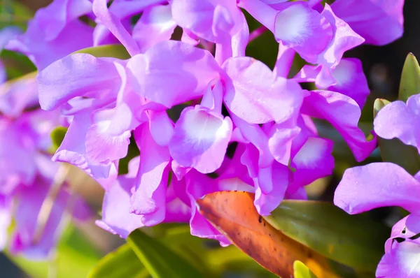 Orchid Guaria Morada Osta Ricas National Flower Chidaceae Purple Orchid — стокове фото