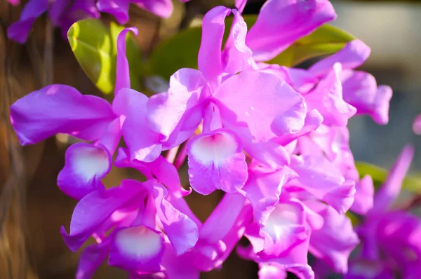 Orchid Guaria Morada Osta Ricas National Flower Chidaceae Purple Orchid — стокове фото