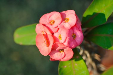 Öforbi milisi ya da dikenli çiçek tacı, bahçedeki Euphorbia milii pembe çiçek