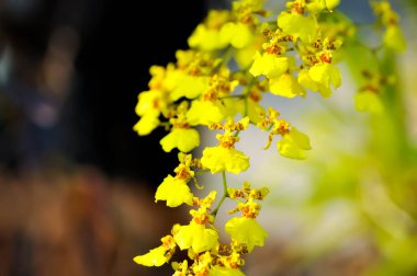 Oncidium Cheiro, Oncidium Cheiro Kukoo Tokyo veya Oncidium Sweet Sugar Emperor veya Yellow Oncidium Orchid veya Oncidium cheirophorum veya Oncidium veya Twinkle Oncidium veya Colombia Buttercup çiçekleri