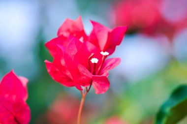 Bougainvillea ya da kağıt çiçek, kırmızı kağıt çiçek ya da fuşya çiçeği.