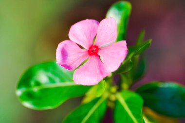 Cape Periwinkle, Bringht Eye, Indian Periwinkle, Madagaskar Bahçede