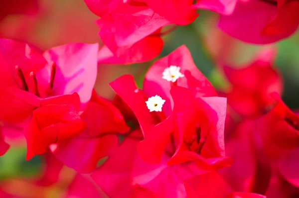 Bougainvillea or paper flower , red paper flower or fuchsia paper flower