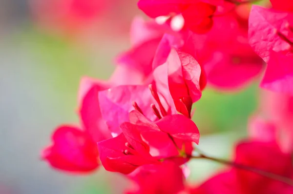 Бугенвиллея Бумажный Цветок Красный Бумажный Цветок Цветок Фуксии — стоковое фото