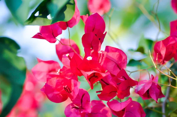 庭のブーゲンビリアや紙の花 赤い紙の花やフクシア紙の花 — ストック写真
