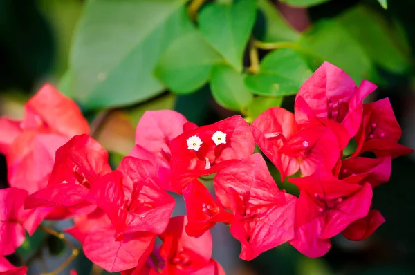 Bougainvillea or paper flower , red paper flower or fuchsia paper flower in the garden