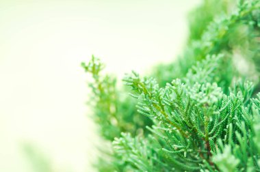 Juniperus chinensis, Çin ardıcı veya CUpresSSACEAE veya çam ağacı veya çam yaprağı