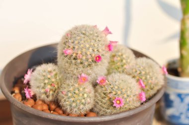 Mammillaria carmenae, Mammillaria veya kaktüs veya sulu veya pembe çiçekli Mammillaria carmenae.