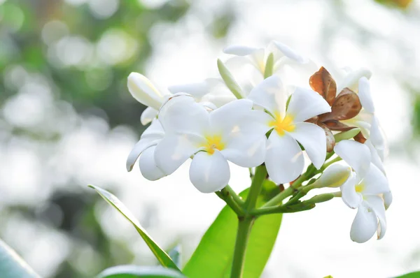 Frangipani Frangipani Bloem Pagode Boom Witte Bloemen — Stockfoto