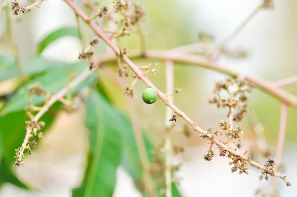 Семена Манго Цветы Манго Дереве Манго — стоковое фото