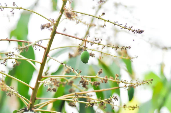 Mango Ağacında Mango Tohumu Mango Çiçeği — Stok fotoğraf